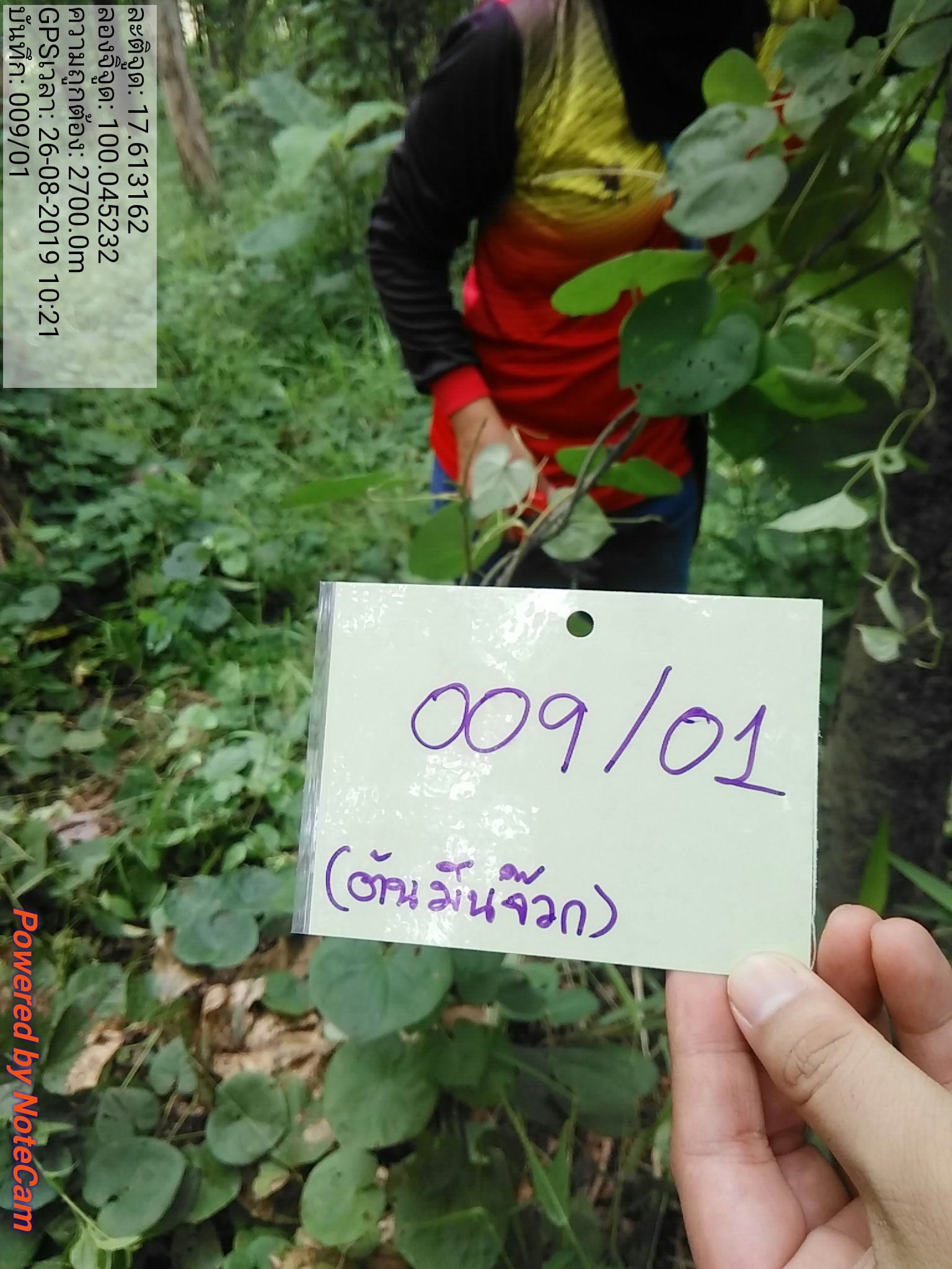 รูปที่ 15